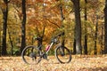 Cycling through the autumn forest.