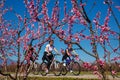 Cycling on the flowering peach trees in the Veria Plain, organized for the third time by the Veria Touristic Club