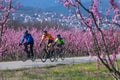 Cycling on the flowering peach trees in the Veria Plain, organized for the third time by the Veria Touristic Club