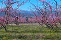 Cycling on the flowering peach trees in the Veria Plain, organized for the third time by the Veria Touristic Club