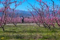 Cycling on the flowering peach trees in the Veria Plain, organized for the third time by the Veria Touristic Club