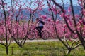 Cycling on the flowering peach trees in the Veria Plain, organized for the third time by the Veria Touristic Club