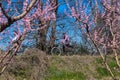 Cycling on the flowering peach trees in the Veria Plain, organized for the third time by the Veria Touristic Club