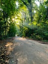 Cycling in the forest. Picture with a yellow women bike parked on a road between trees Royalty Free Stock Photo