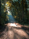 Cycling in the forest. Picture with a yellow women bike parked on a road between trees Royalty Free Stock Photo