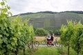 Cycling holiday along vineyards on the river Moselle Royalty Free Stock Photo