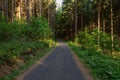 Cycling in Nature Forest on a rainy day. Road in Forest nature. Green forest road. Nature. Road. Natural environment. Royalty Free Stock Photo