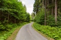 Cycling in Nature Forest on a rainy day. Road in Forest nature. Green forest road. Nature. Road. Natural environment. Royalty Free Stock Photo
