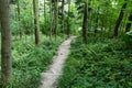 Cycling in Nature Forest on a rainy day. Road in Forest nature. Green forest road. Nature. Road. Natural environment. Royalty Free Stock Photo