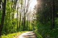 Cycling in Nature Forest on a rainy day. Road in Forest nature. Green forest road. Nature. Road. Natural environment. Royalty Free Stock Photo