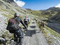 Cycling past cows in the high mountains