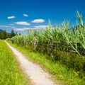 Cycling Path by the Apine Lakeside in Summer Royalty Free Stock Photo