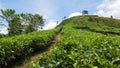 Cycling in Tea Plantation