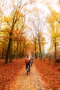 Veluwe autumn bicycle Royalty Free Stock Photo