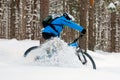 Cyclist in Blue Drifting on Mountain Bike in Beautiful Winter Forest. Extreme Sport and Enduro Biking Concept.