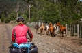 Cyclist chasing wild horses Royalty Free Stock Photo