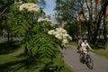 Cyclist on a spring street where mountain ash blooms