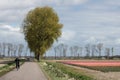 Cyclist at Dutch country road near colorful tulip fields