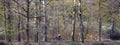 Cyclist in early spring forest rides between large beech trees