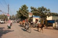 Cyclist go past donkeys on the street