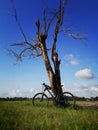 cyclist mountainbike on blue sky and background on the tree. Royalty Free Stock Photo