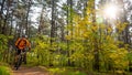 Cyclist in Orange Riding the Mountain Bike on the Trail in the Beautiful Pine Forest Lit by Bright Sun. Royalty Free Stock Photo