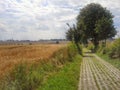 Cyclist in Polish countryside