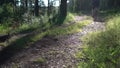 A cyclist retires along a forest path in the rays of the setting sun on a warm summer evening.