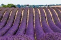 Cyclist rides on a background of a lavender field.