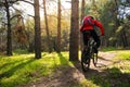 Cyclist Riding Mountain Bike on the Trail in the Beautiful Pine Forest under the Sun. Adventure and Travel Concept. Royalty Free Stock Photo