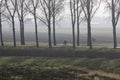 Cyclist and tree line between trees in misty dutch landscape of central holland
