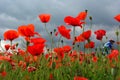 The cyclist and the wild poppies Royalty Free Stock Photo