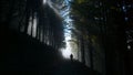 Cyclist in the woods with sunrays.