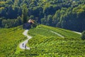 Cyclists on the famous Wine Road in the shape of a heart, a charming region on the border between Austria and Slovenia with green Royalty Free Stock Photo