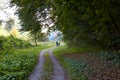 Cyclists in the forest. People ride bicycles along the forest road. Tourists travel by bike through the woods. Athletes riding Royalty Free Stock Photo