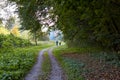 Cyclists in the forest. People ride bicycles along the forest road. Tourists travel by bike through the woods. Athletes riding Royalty Free Stock Photo