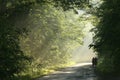 cyclists ride a country road through the spring forest at dusk after rainfall setting sun illuminates oak leaves on branches of Royalty Free Stock Photo