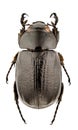 Cyclocephala dilatata Royalty Free Stock Photo