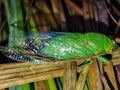 Cyclochila Australasiae or the Green Grocer