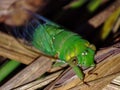 Cyclochila Australasiae or the Green Grocer