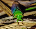 Cyclochila Australasiae or the Green Grocer