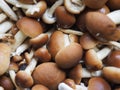 cyclocybe aegerita mushroom food