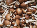 cyclocybe aegerita mushroom food