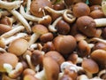 cyclocybe aegerita mushroom food