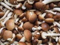 cyclocybe aegerita mushroom food