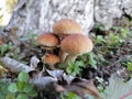 Cyclocybe aegerita, which is commonly known as the poplar mushroom, chestnut mushroom, or velvet pioppini