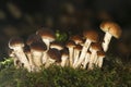 Cyclocybe cylindracea, Poplar Fieldcap mushrooms