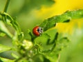 Spotless catarina walks in search of food Royalty Free Stock Photo