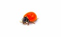 Cycloneda sanguinea - the spotless lady beetle or ladybug - side front profile view isolated on white background Royalty Free Stock Photo