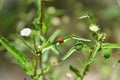 A Cycloneda sanguinea standing on the branch of the plant Royalty Free Stock Photo